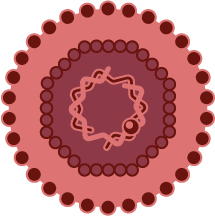 B肝病毒